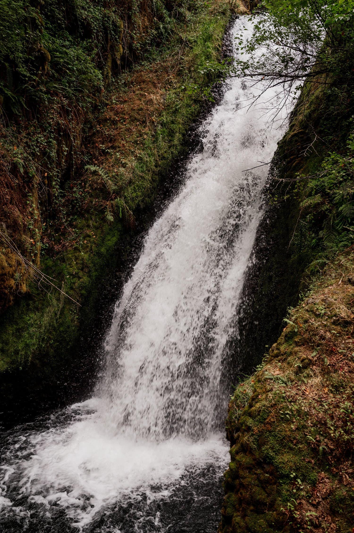 Bridal Veil Lodge Wedding Photography