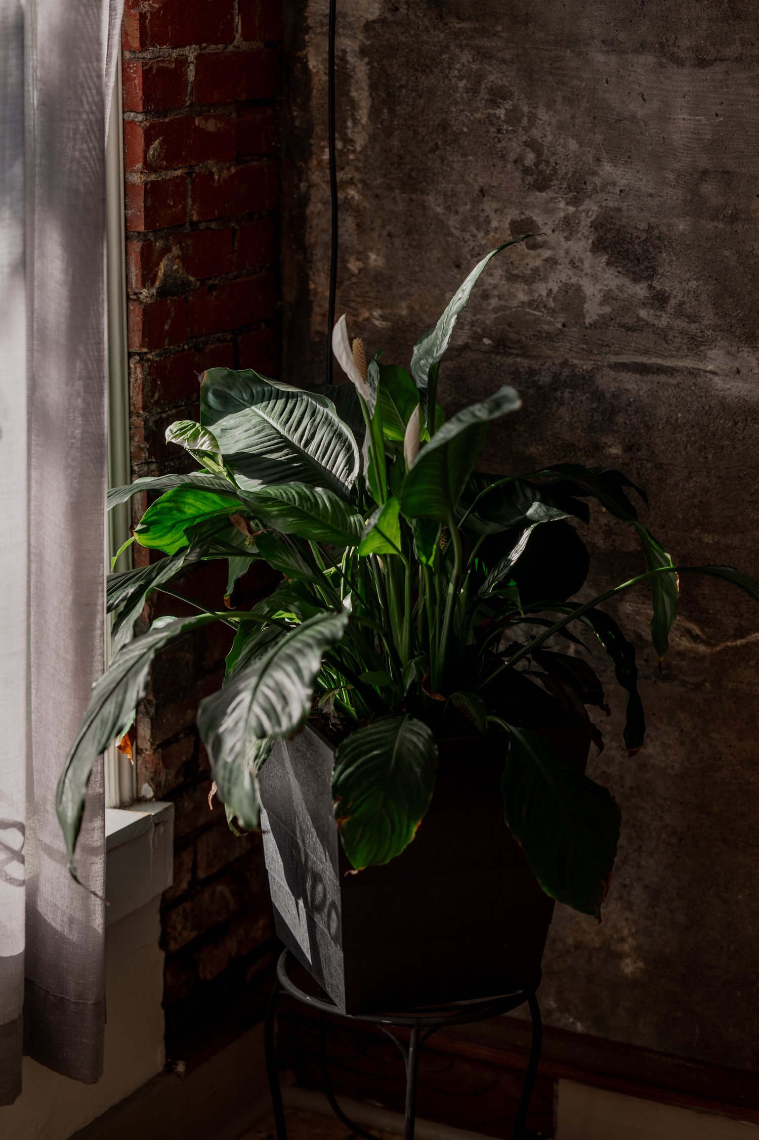 A peace lily plant in a black pot near a sunlit window, with a brick and concrete wall in the background.