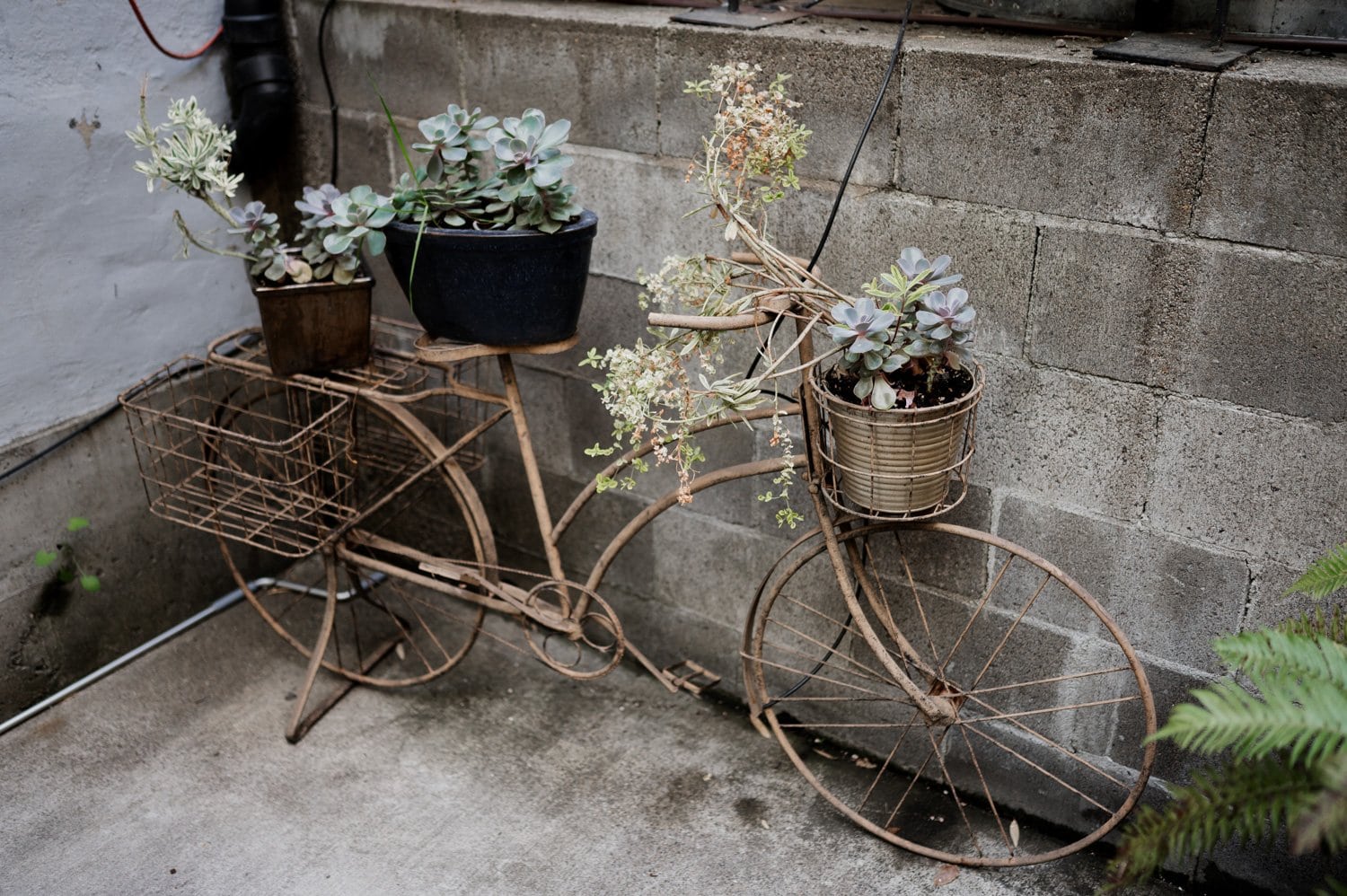 A decorative bicycle is positioned against a concrete wall, with potted succulents placed on its handlebars and back, embodying the charm of a wedding at Opal 28.