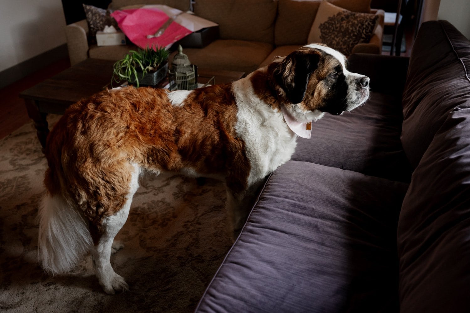 A Saint Bernard stands near a sofa in a cozy living room, surrounded by the warmth of home in NE Portland. A rug and coffee table complete the scene as preparations for a wedding at Opal 28 get underway.