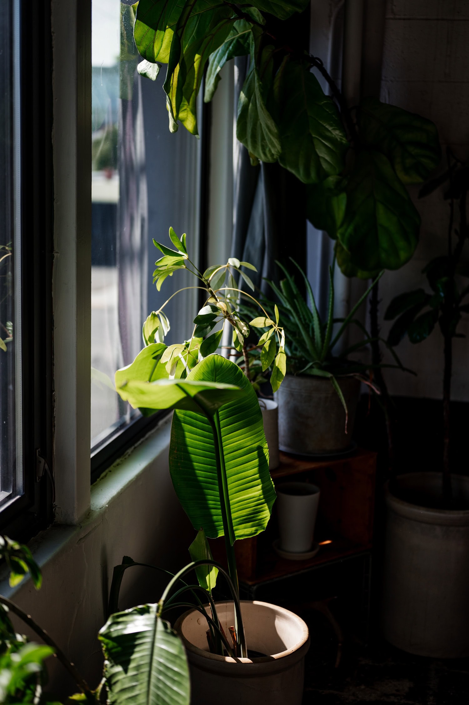 Sunlight streams through a window onto potted plants, casting delicate shadows on the wall.