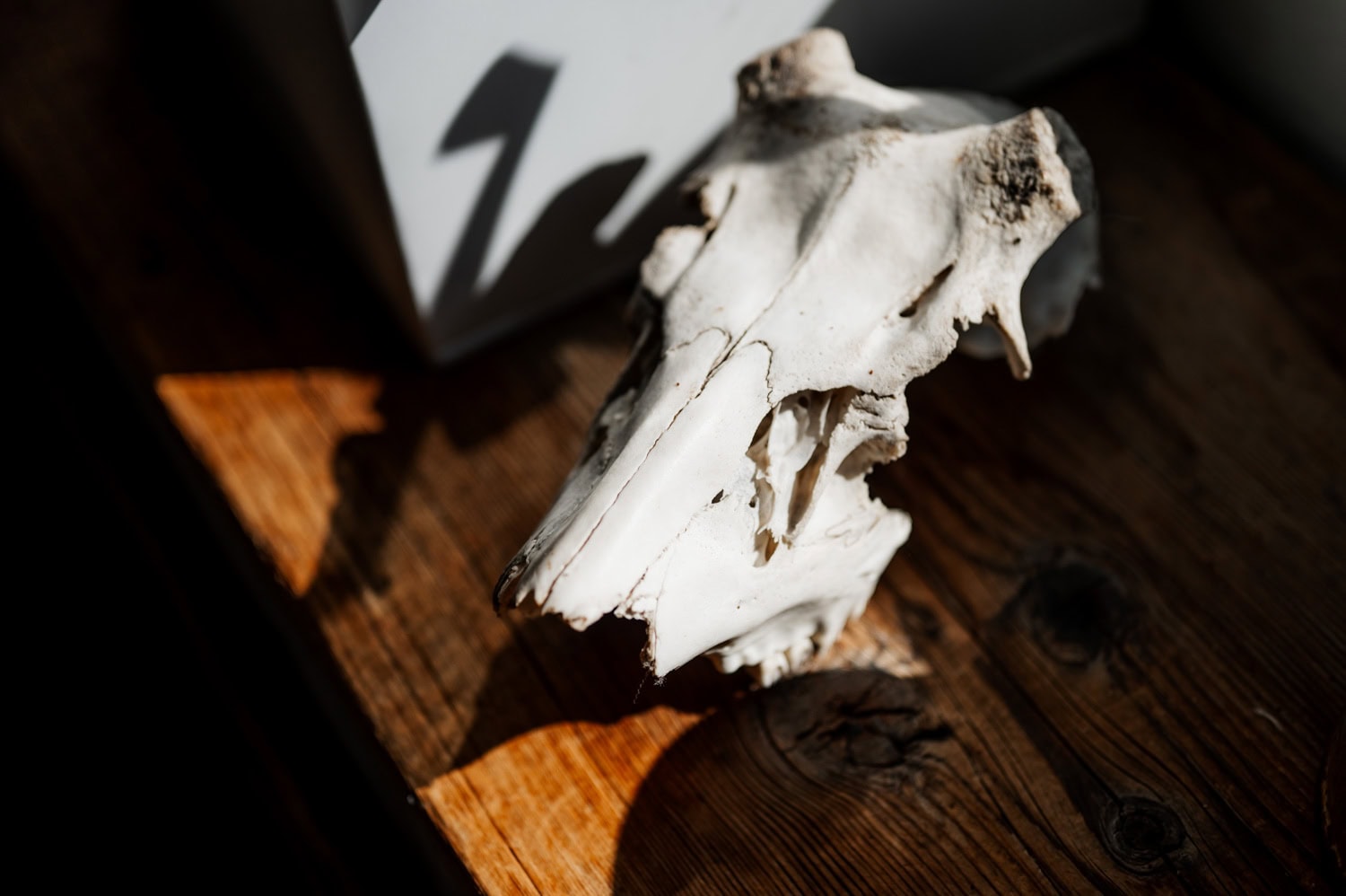 Amidst dramatic lighting and shadows, an animal skull sits on a wooden table.