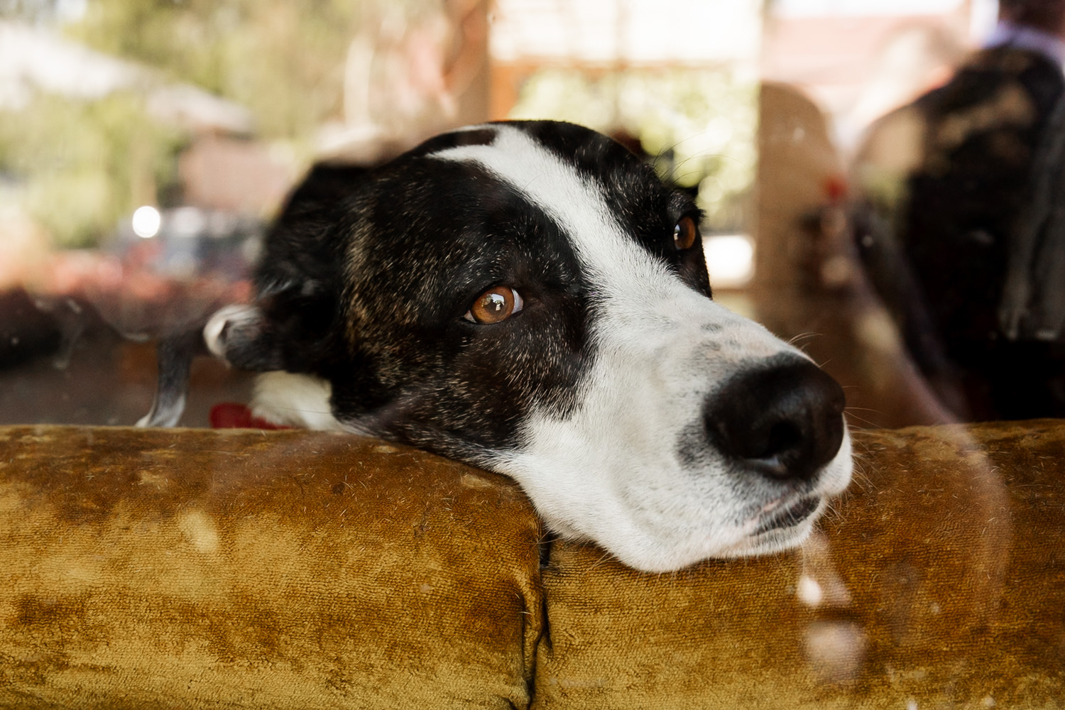 A black and white dog rests on a brown cushion, gazing out the window.