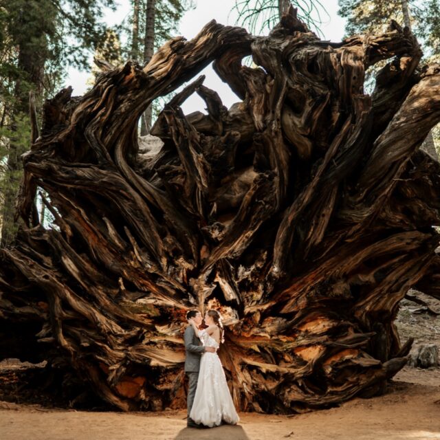 Kristin and Tanner planned their small wedding in Sequoia National Park sight unseen, so I spent the day before their wedding searching out a ceremony location for them that wasn’t a speckled lighting mess, was easy to access from the Giant Forest Museum for the family, and features the giant redwoods. The location the park tries to direct couples to is in harsh direct sunlight and doesn’t have the best background. My goal was to find a spot that made us feel like we were surrounded by these iconic trees. Options were more limited than you might think, and we ultimately settled on a spot just off the main parking lot. There were giant RVs nearby but it was incredibly accessible for those less mobile and you’d never know looking at the photos. As it turns out, Kristin and Tanner also happened to do a bit of scouting as well and had seen the exact spot I had in mind and were hoping it would work. So despite being right next to the parking lot it worked out for the best. Everyone in attendance had an incredible time viewing the giant trees for the first time. Afterward, I roamed the park with the newlyweds taking portraits in several of my favorite spots I’d picked out in advance before meeting their family for their intimate reception at a restaurant just outside the park.
