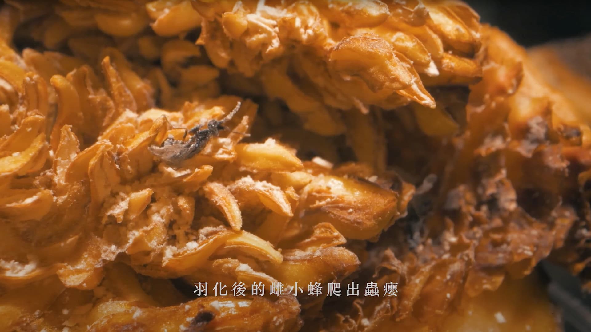 奇力克影像工作室 KYRIC STUDIO 為台中市專業攝影拍攝的蜜蜂生態紀錄，展現羽化後的小蜜蜂爬出蜂巢的精彩時刻，金黃色蜂巢結構清晰可見，細節捕捉生動傳神。