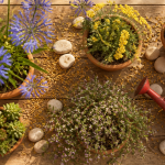 Plantes plein soleil sans arrosage en pots