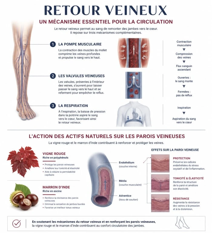Infographie sur le fonctionnement du retour veineux et les bienfaits des compléments alimentaires pour la circulation sanguine