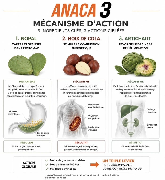 Infographie explicative du fonctionnement des ingrédients d'Anaca 3 perte de poids : nopal, noix de cola et artichaut.