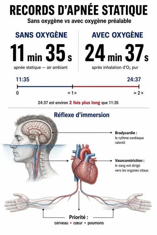 Infographie comparative des records d'apnée et mécanismes physiologiques