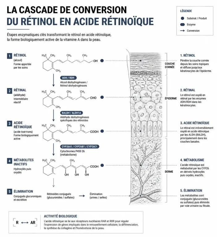 Schéma explicatif de la conversion du rétinol en acide rétinoïque pour les soins de la peau