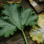 feuille de courgettes saine et oïdium