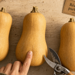 Quand cueillir les butternut : butternut mûres, récolte parfaite