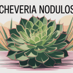 Illustration echeveria nodulosa plante graphique
