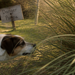 herbe de la pampa danger chien