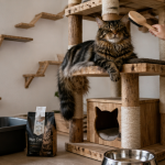 maine coon inconvénient arbre à chat et accessoires