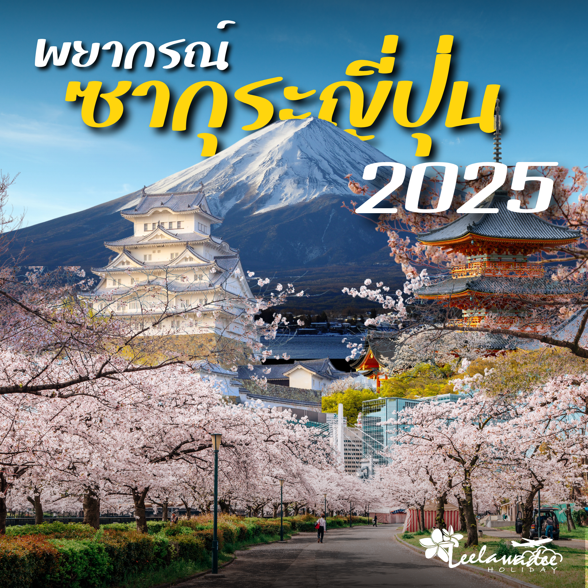 ซากุระ ญี่ปุ่น ลงเฟส