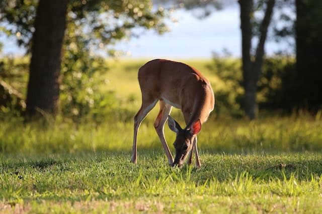 North Carolina Real Estate Investment