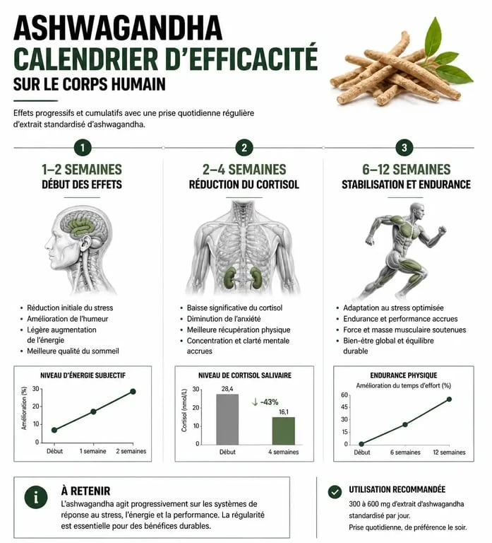 Infographie montrant le délai d'action de l'ashwagandha pour ressentir les effets sur le stress et le sommeil
