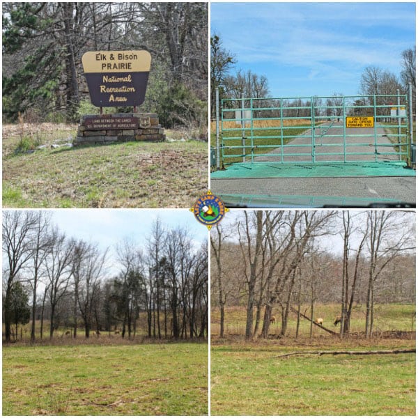 4 images from the Elk & Bison Prarie