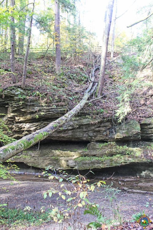 tree across a canyon 
