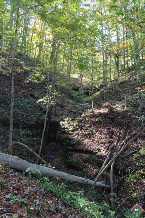 forest at Turkey Run State Park
