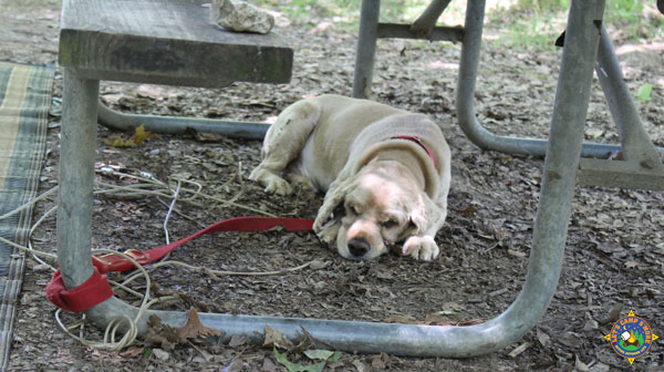dog sleeping under a picnic table while camping