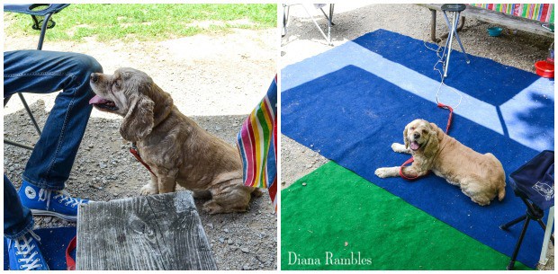 images of a dog camping