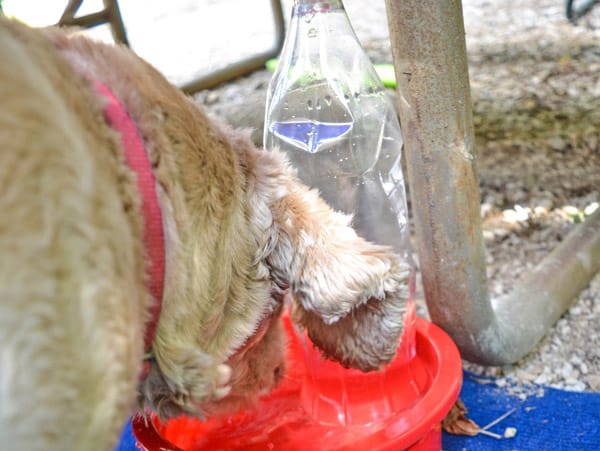 dog drinking water