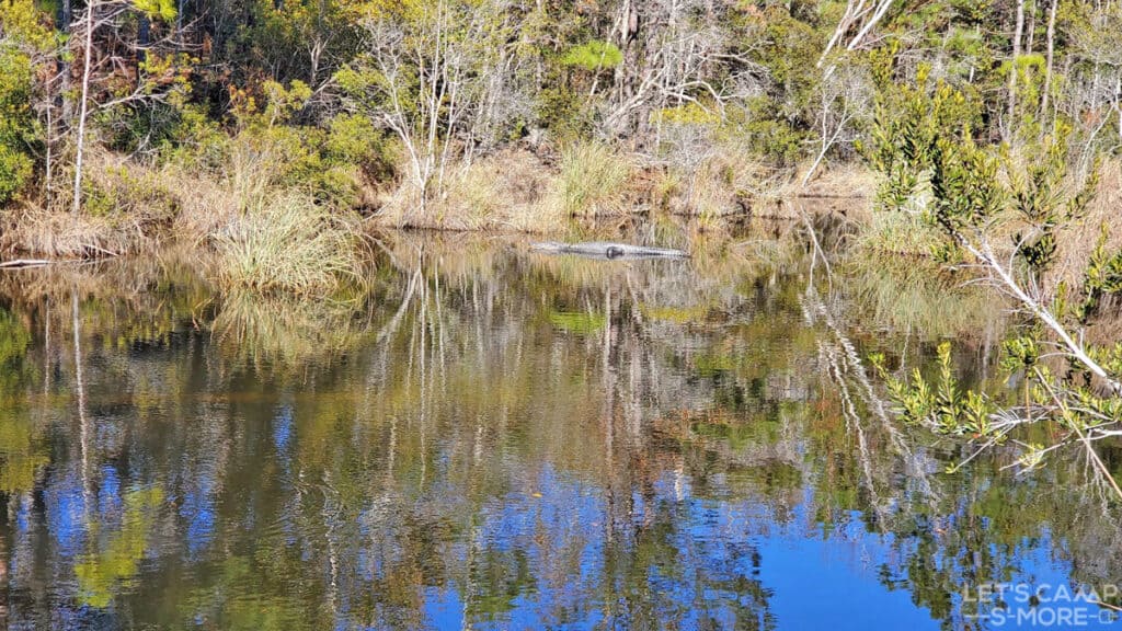 alligator in the Mississippi bayou