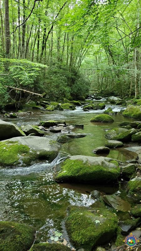 stream in Great Smoky National Park