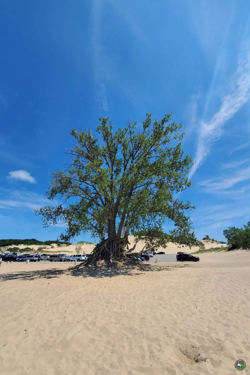 Tree at Warren Dunes State Park Beach with the parking lot and sand dune behind it