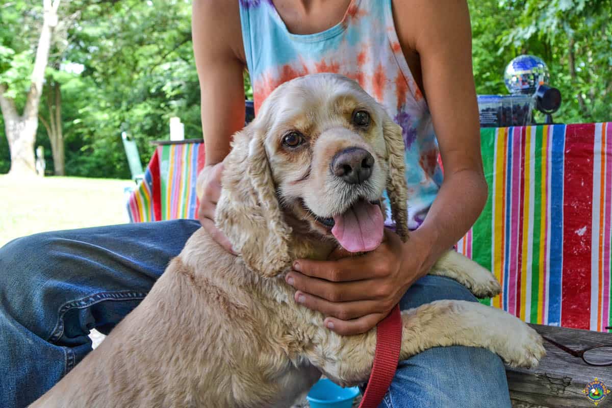 Cocker Spaniel Camping