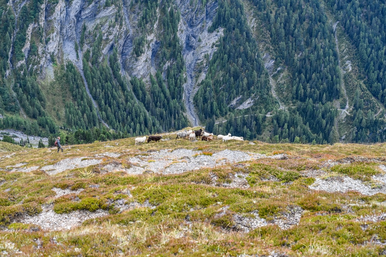 LIFEstockProtectLIFEstockProtect