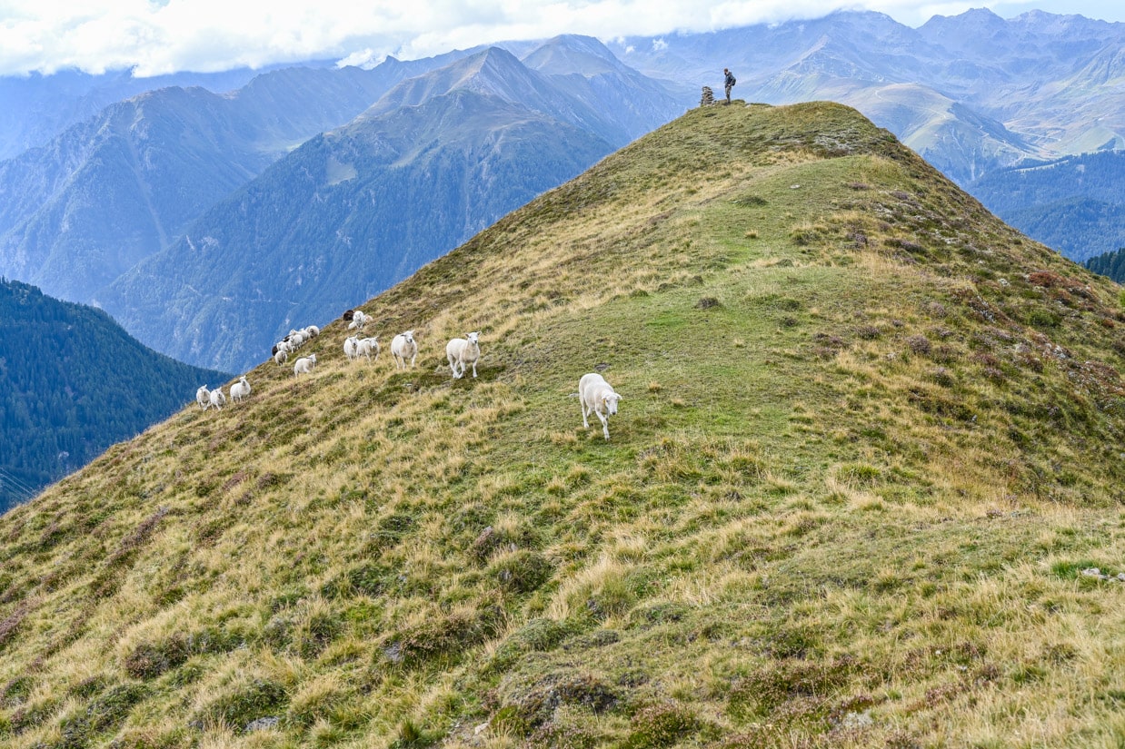 LIFEstockProtectLIFEstockProtect