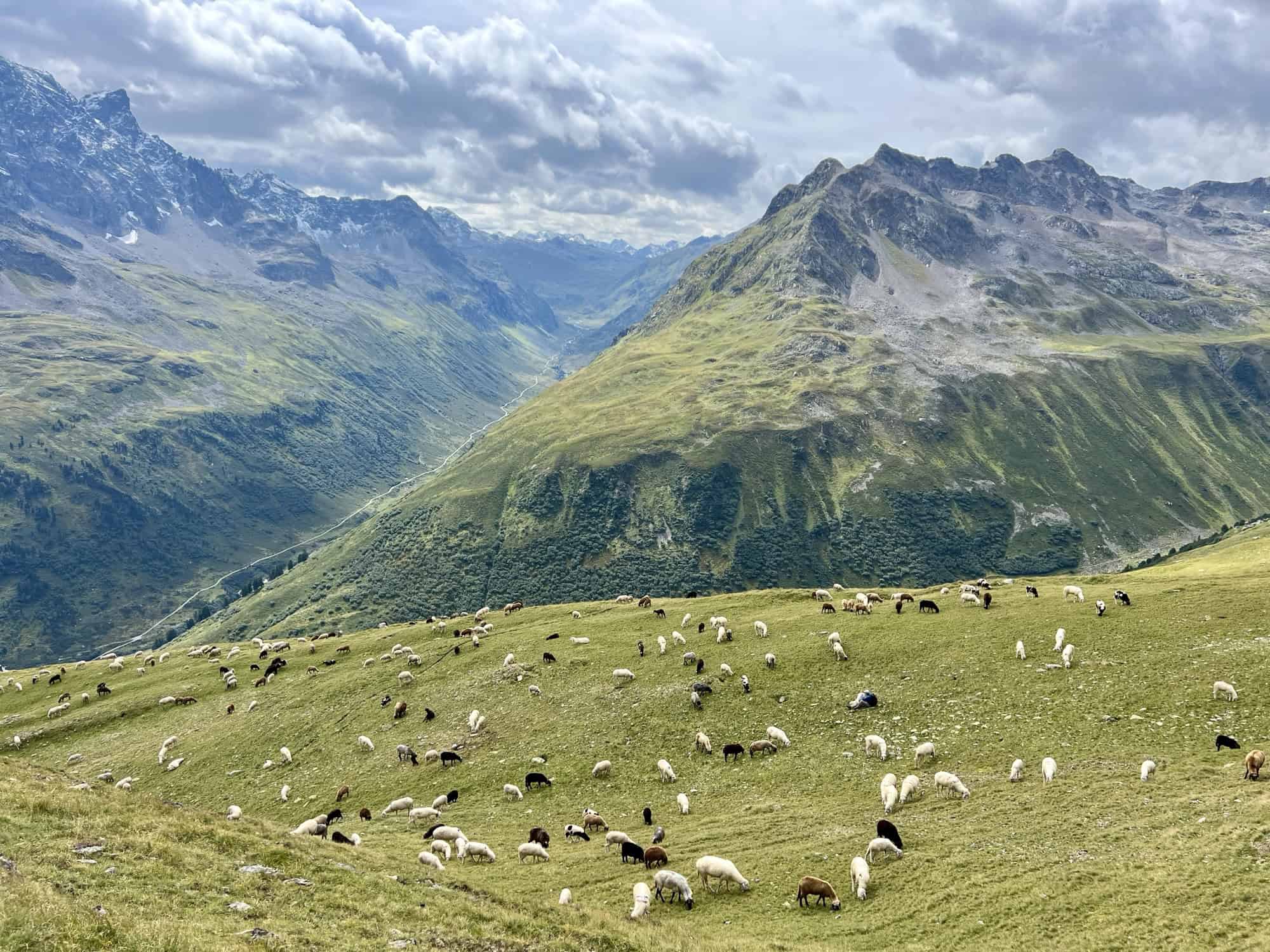 Herdenschutzhunde im Einsatz – Bewegungsstudie 2024 auf der Verwall-Alm