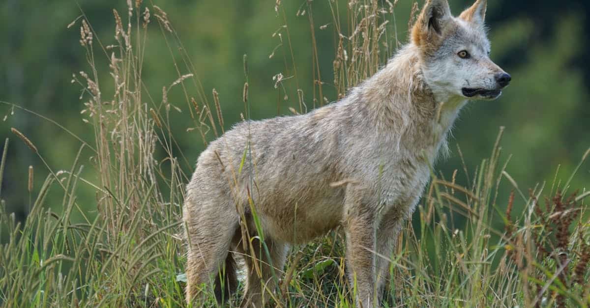 Close-up portrait of a wild wolf standing amidst tall grass in a natural outdoor setting.