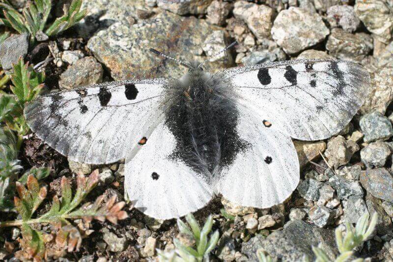 Parnassius mnemosyne, kis apolló-lepke