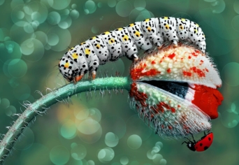 PROPAGANDA ÉS IDEGMÉREG