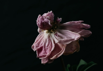 A KERT MÁR BELEFÁRADT