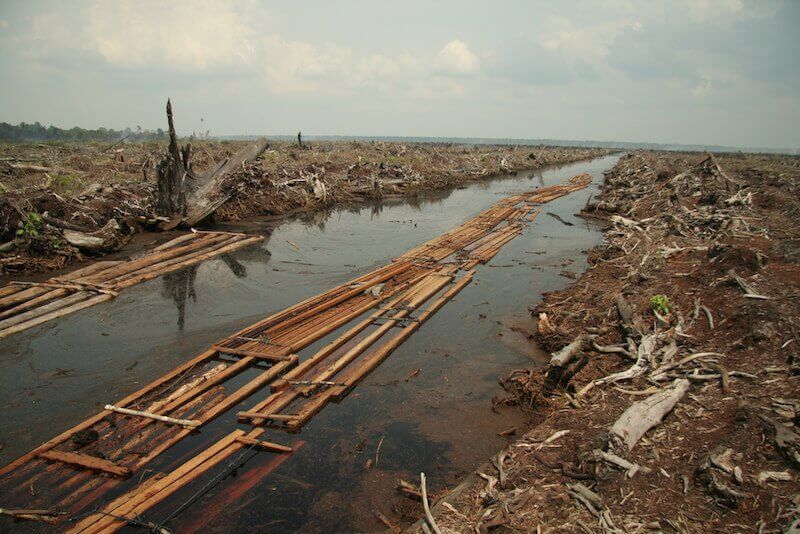 Aidenvironment: Erdőirtás Indragiri Huluban, flickr.com 