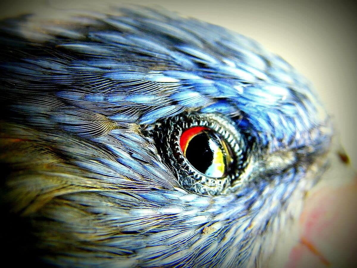 AZ ÁLLATOK HASZNÁRÓL ÉS KÁRÁRÓL