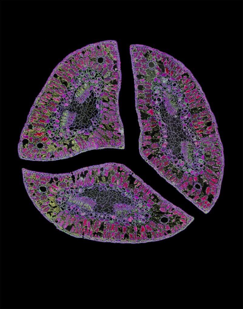 ASZKLEPEIOSZ MODERN SZENTÉLYE: ORVOSLÁS ÉS ÉLET