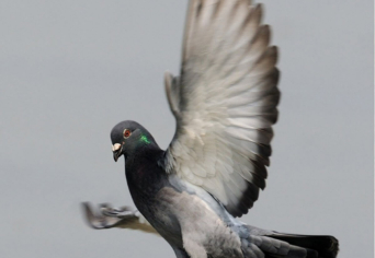 GALAMB A BOSPORUS FÖLÖTT
