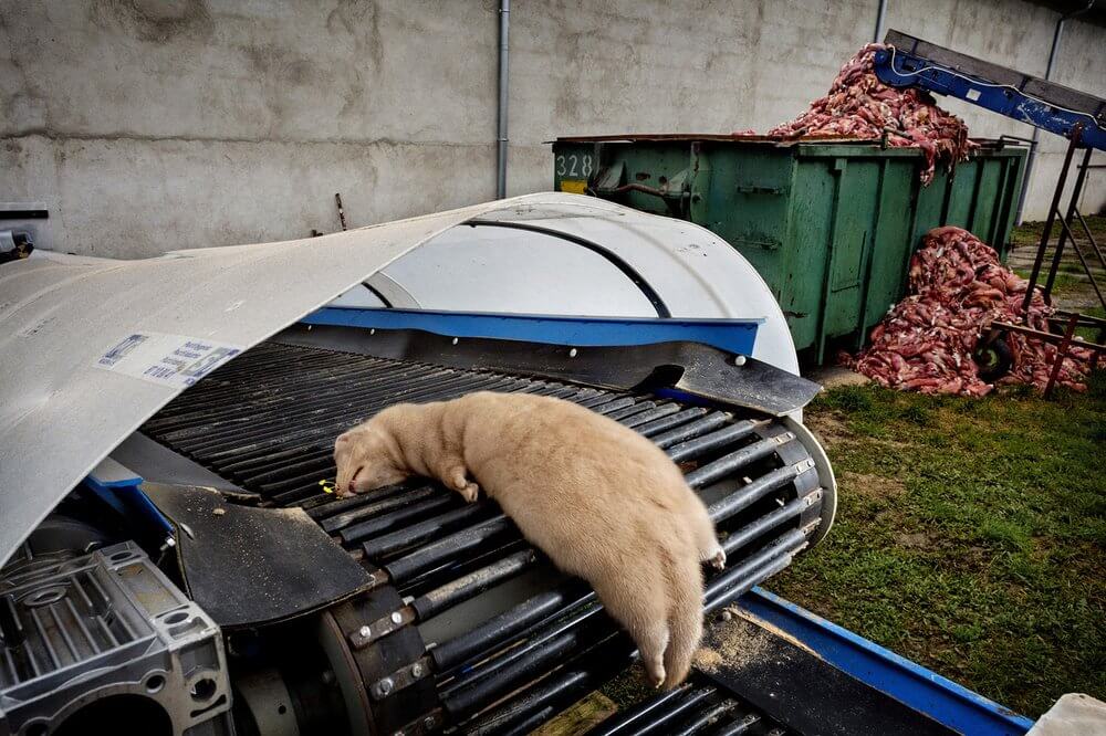 c4df8c9dcb76994e46f32c24d8172bde-large