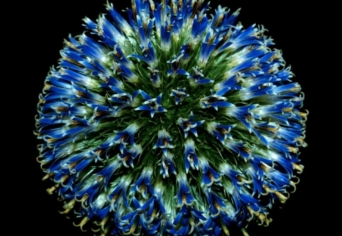 AZ ÉLET SZÖVEDÉKE