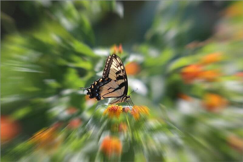 EGY LEPKESZÁRNY NESZTELEN