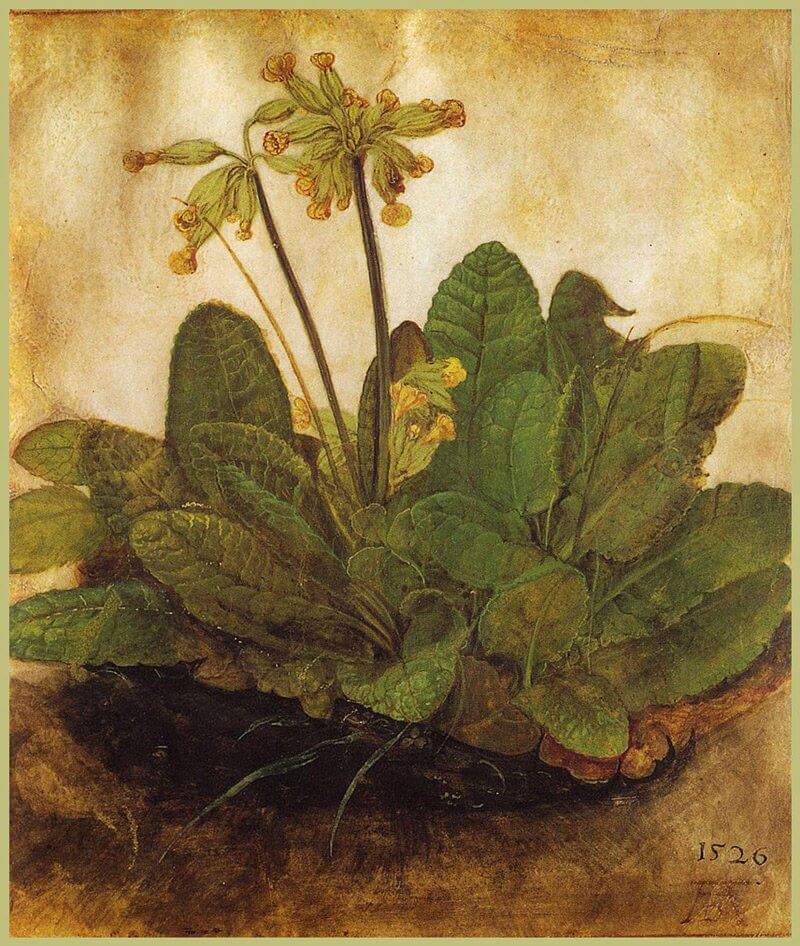 durer2