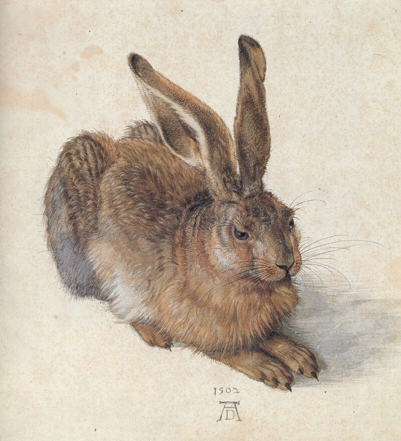 durer4