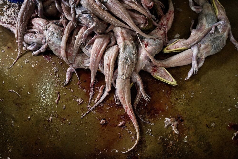 eb02ecf9a6099fbfd6d9d817a9674298-large