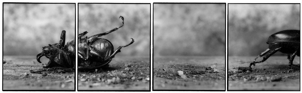 ffb179ab8ca5ce9f75101cbac53d8377-large